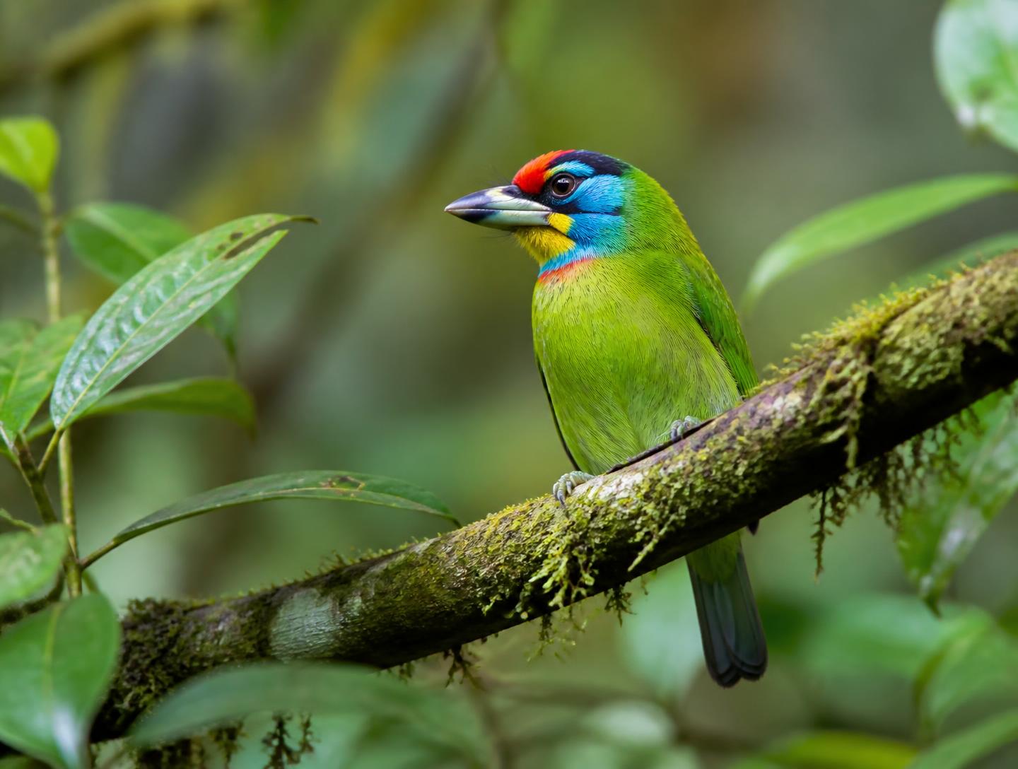 Tropical bird perched on a mossy branch