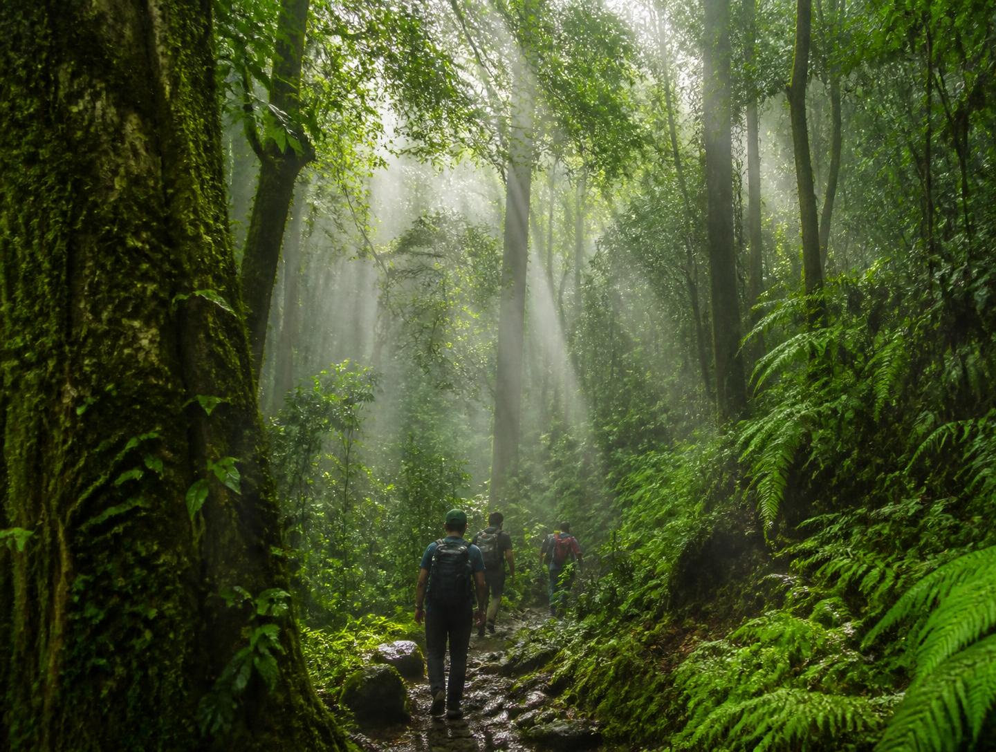 Trekkers on a misty rainforest trail